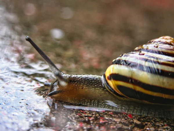 Catching a snail zooming around on a rainy day